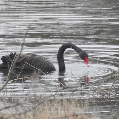 Cygnus atratus at Greenway, ACT - Today by HelenCross