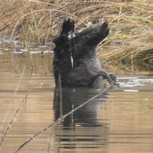 Cygnus atratus at Greenway, ACT - 13 Jul 2025 10:31 AM