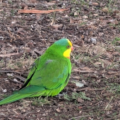Polytelis swainsonii at Phillip, ACT - Today by Bellacat