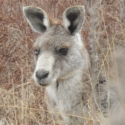 Macropus giganteus at Kambah, ACT - Today by HelenCross