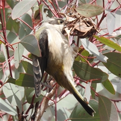 Melithreptus brevirostris at Kambah, ACT - Today by HelenCross