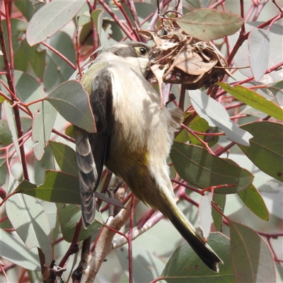 Melithreptus brevirostris at Kambah, ACT - Today by HelenCross