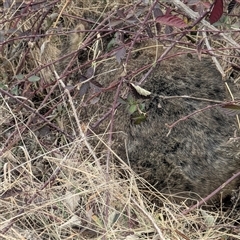 Vombatus ursinus at Greenway, ACT - Today by HelenCross