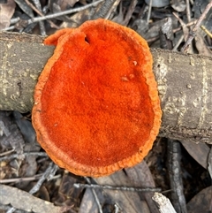 Trametes coccinea at Acton, ACT - Today by RWPurdie