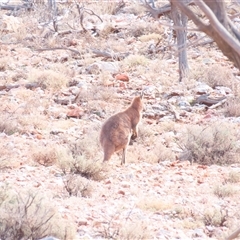 Macropus giganteus at Fowlers Gap, NSW - 3 Jul 2025 by MB