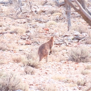 Macropus giganteus at Fowlers Gap, NSW - 3 Jul 2025 by MB