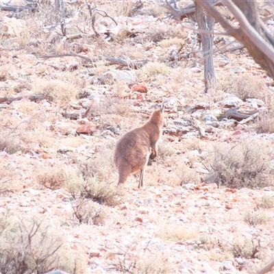 Macropus giganteus at Fowlers Gap, NSW - 3 Jul 2025 by MB