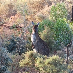 Macropus fuliginosus at Fowlers Gap, NSW - 3 Jul 2025 by MB