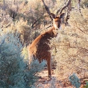 Macropus fuliginosus at Fowlers Gap, NSW - 3 Jul 2025 04:29 PM