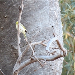 Ptilotula penicillata at Fowlers Gap, NSW - 3 Jul 2025 by MB