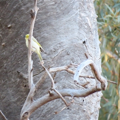 Ptilotula penicillata at Fowlers Gap, NSW - 3 Jul 2025 by MB