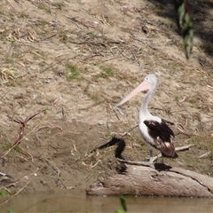 Pelecanus conspicillatus at Wilcannia, NSW - 4 Jul 2025 by MB