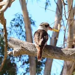Dacelo novaeguineae at Wilcannia, NSW - 4 Jul 2025 by MB