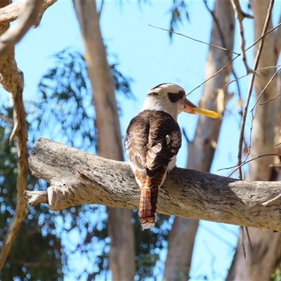 Dacelo novaeguineae at Wilcannia, NSW - 4 Jul 2025 by MB