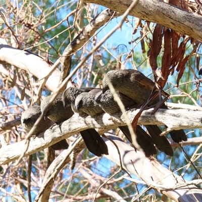 Struthidea cinerea at Wilcannia, NSW - 4 Jul 2025 by MB