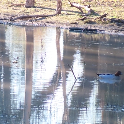 Chenonetta jubata at Wilcannia, NSW - 4 Jul 2025 by MB
