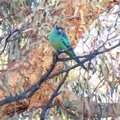 Barnardius zonarius at Wilcannia, NSW - 4 Jul 2025 by MB