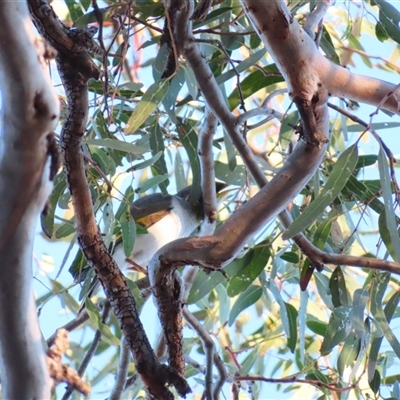 Manorina flavigula at Wilcannia, NSW - 4 Jul 2025 by MB