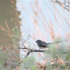 Rhipidura albiscapa at Wilcannia, NSW - 4 Jul 2025 by MB