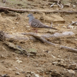 Ocyphaps lophotes at Tilpa, NSW - 5 Jul 2025 by MB