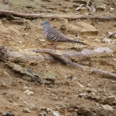 Ocyphaps lophotes at Tilpa, NSW - 5 Jul 2025 by MB