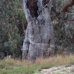 Eucalyptus (genus) by MB