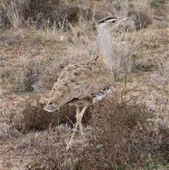 Dromaius novaehollandiae at Wilcannia, NSW - 5 Jul 2025 by MB