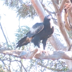 Aquila audax at Wilcannia, NSW - 5 Jul 2025 by MB
