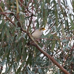 Manorina melanocephala at Wilcannia, NSW - 5 Jul 2025 by MB