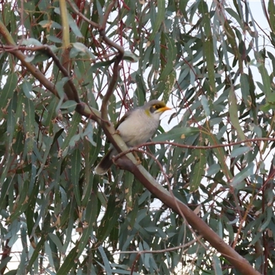 Manorina melanocephala at Wilcannia, NSW - 5 Jul 2025 by MB