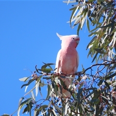Eolophus roseicapilla at Bourke, NSW - 7 Jul 2025 by MB