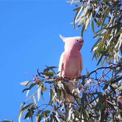 Eolophus roseicapilla at Bourke, NSW - 7 Jul 2025 by MB