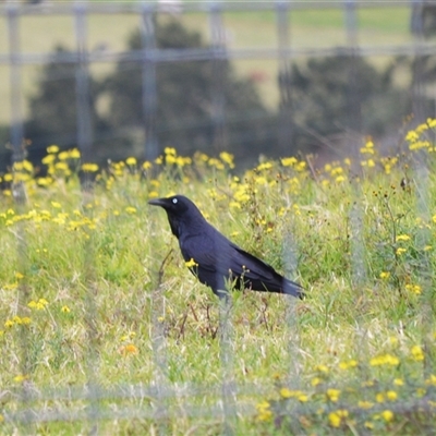 Corvus coronoides (Australian Raven) at Jamberoo, NSW - Today by plants