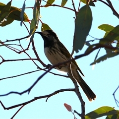 Purnella albifrons at Gunderbooka, NSW - 6 Jul 2025 by MB