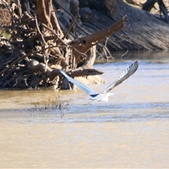 Ardea pacifica at Gunderbooka, NSW - 6 Jul 2025 by MB