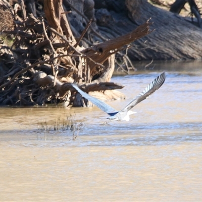 Ardea pacifica at Gunderbooka, NSW - 6 Jul 2025 by MB