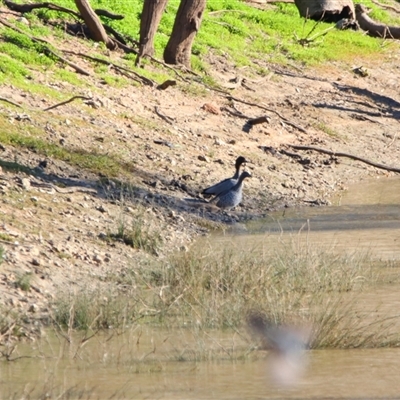Chenonetta jubata at Gunderbooka, NSW - 6 Jul 2025 by MB