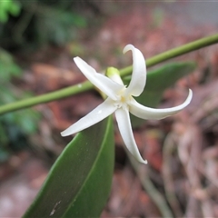 Melodinus acutiflorus at Syndicate, QLD - 23 Mar 2015 by JasonPStewartNMsnc2016