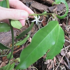 Melodinus acutiflorus at Syndicate, QLD - 23 Mar 2015 09:50 AM