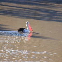 Pelecanus conspicillatus at Gunderbooka, NSW - 6 Jul 2025 by MB