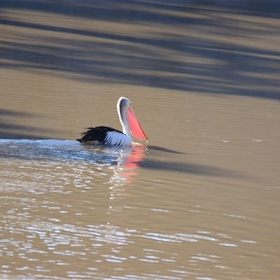 Pelecanus conspicillatus at Gunderbooka, NSW - 6 Jul 2025 by MB