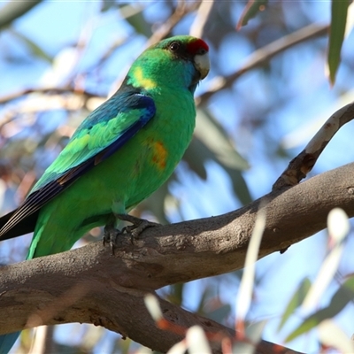 Psephotus haematonotus at Gunderbooka, NSW - 6 Jul 2025 by MB