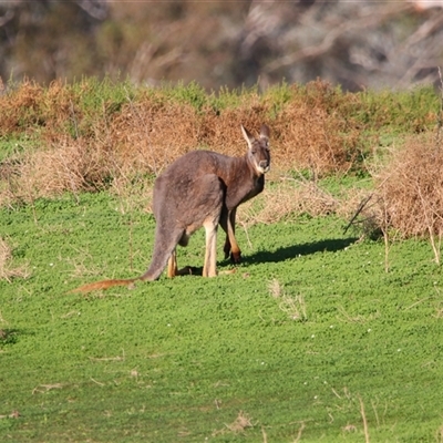 Osphranter robustus erubescens at Gunderbooka, NSW - 6 Jul 2025 by MB