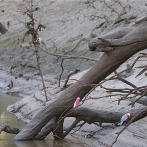 Eolophus roseicapilla at Gunderbooka, NSW - 6 Jul 2025 by MB
