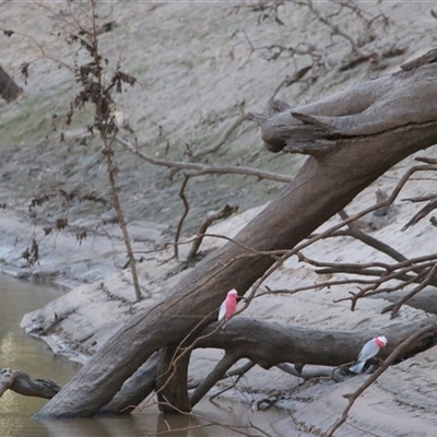 Eolophus roseicapilla at Gunderbooka, NSW - 6 Jul 2025 by MB