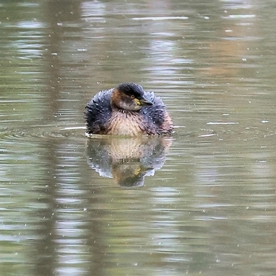 Tachybaptus novaehollandiae at Baranduda, VIC - Today by KylieWaldon