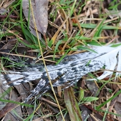 Threskiornis molucca at Baranduda, VIC - Today by KylieWaldon