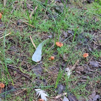 Unverified Fungus at Baranduda, VIC - Today by KylieWaldon