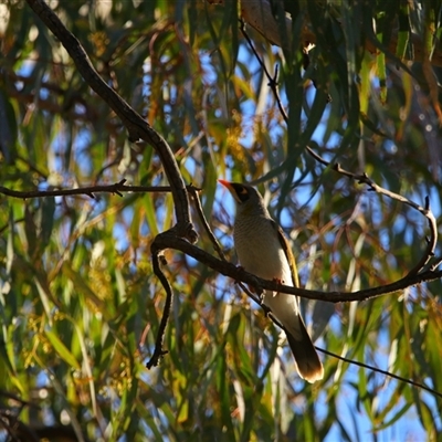 Manorina melanocephala at Gunderbooka, NSW - 6 Jul 2025 by MB