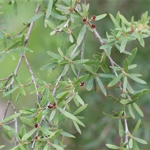 Kunzea ericoides at Baranduda, VIC - Today by KylieWaldon